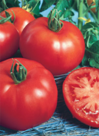 Get Chef Jeff “Brandywine” Large Slicer Heirloom Tomato in MI at English  Gardens Nurseries  Serving Clinton Township, Dearborn Heights, Eastpointe,  Royal Oak, West Bloomfield, and the Plymouth - Ann Arbor Michigan Areas
